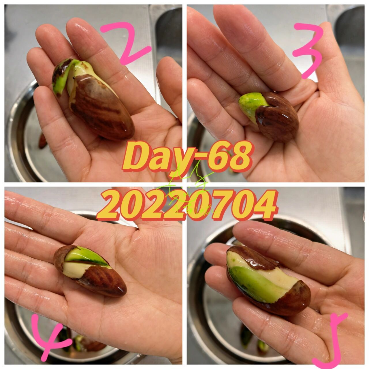 菠萝蜜种子发芽记 day-68 day 68 换水 16颗早已经全部出芽 1号种子