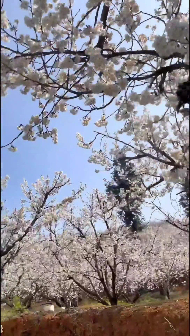 纳雍总溪河樱花景点图片