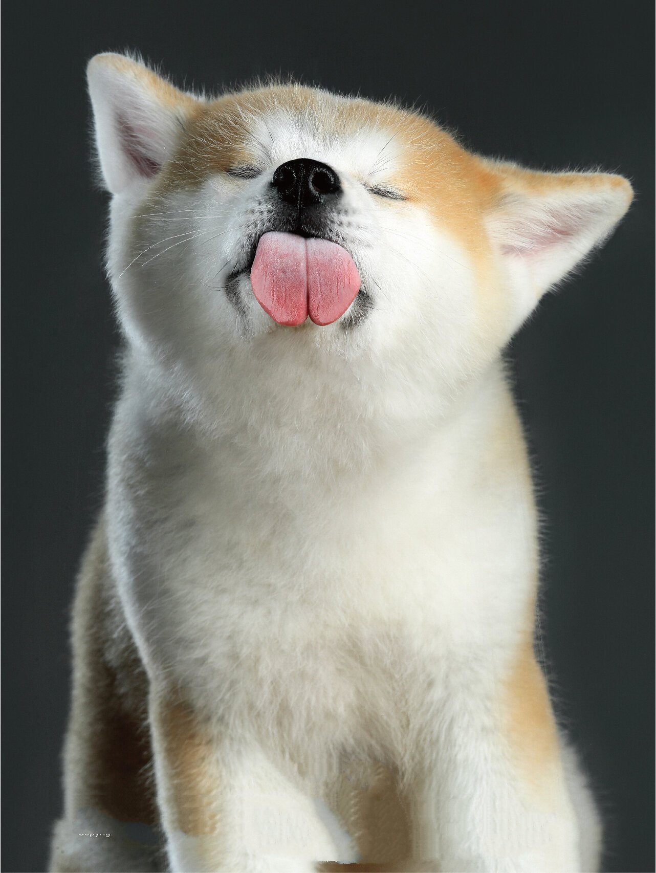 宠物摄影|舔舌头的可爱瞬间 再酷的狗狗 在舔舌头的一瞬间 也无比可爱