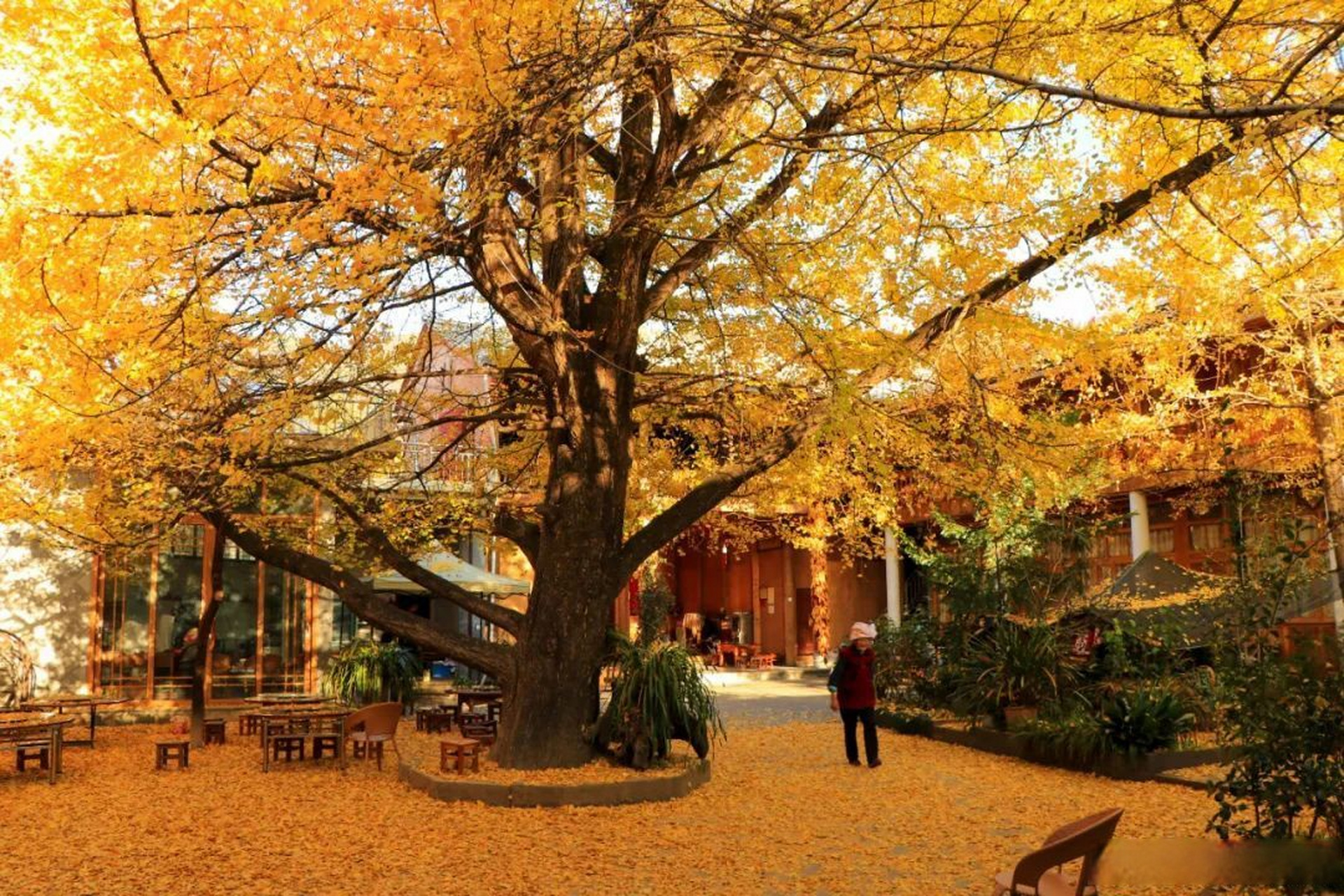 冬天有多美# 【在云南腾冲银杏村,遇见不一样的冬天】银杏村是滴鼢