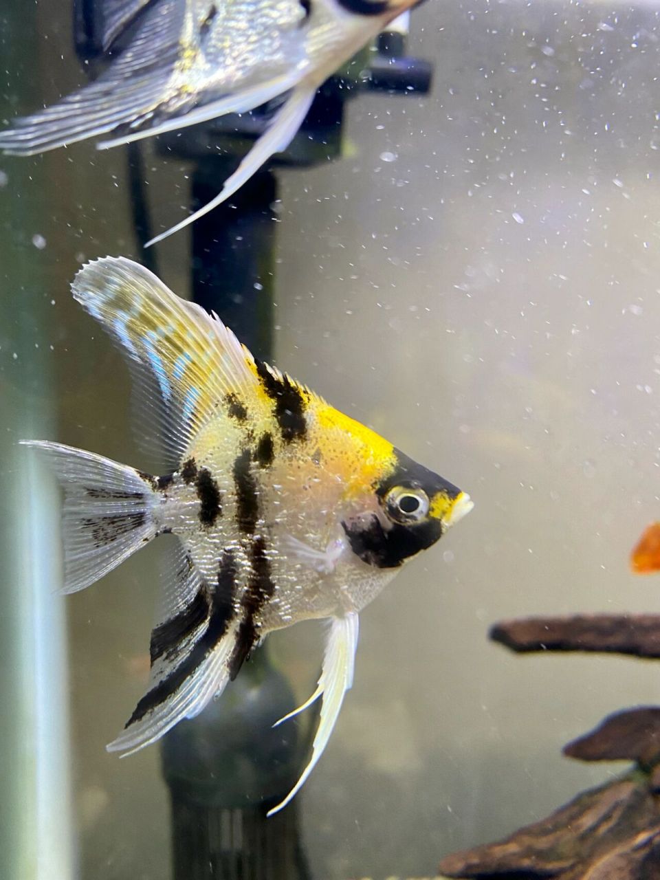 2022年2月27日新买的熊猫神仙鱼和七彩鱼  熊猫🐼神仙鱼的外衣带