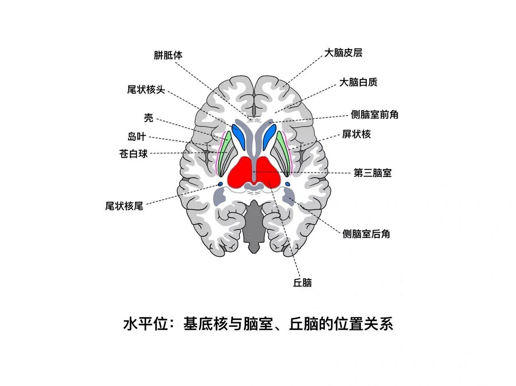 基底节区解剖及基底核 宝藏徐桂兴主任!bingo!