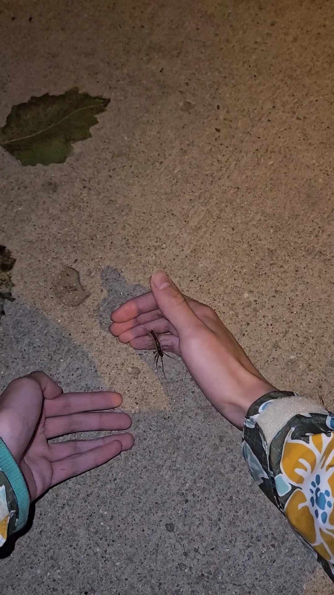 毒性:微毒,胆小不爱咬人,可上手 俗称:钱串子,草鞋底 《灵笼》里脊蛊