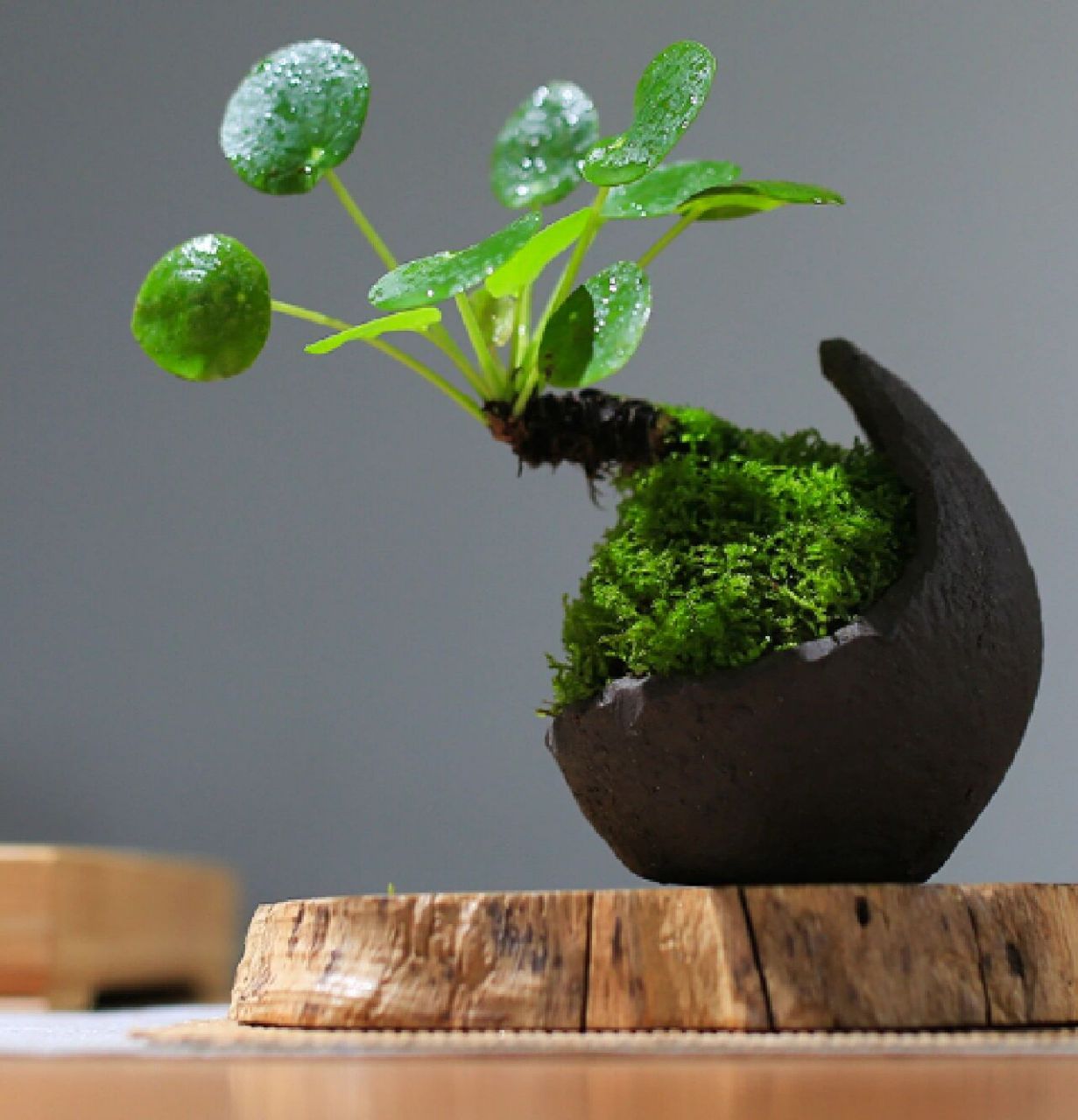 每日盆栽——镜面草 【镜面草】 是多年生肉质草本植物.