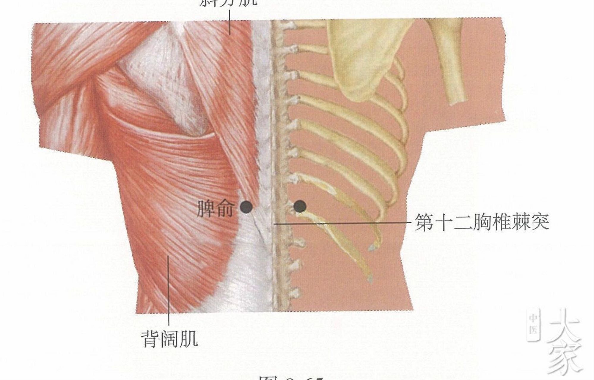 脾腧是什么位置图片图片