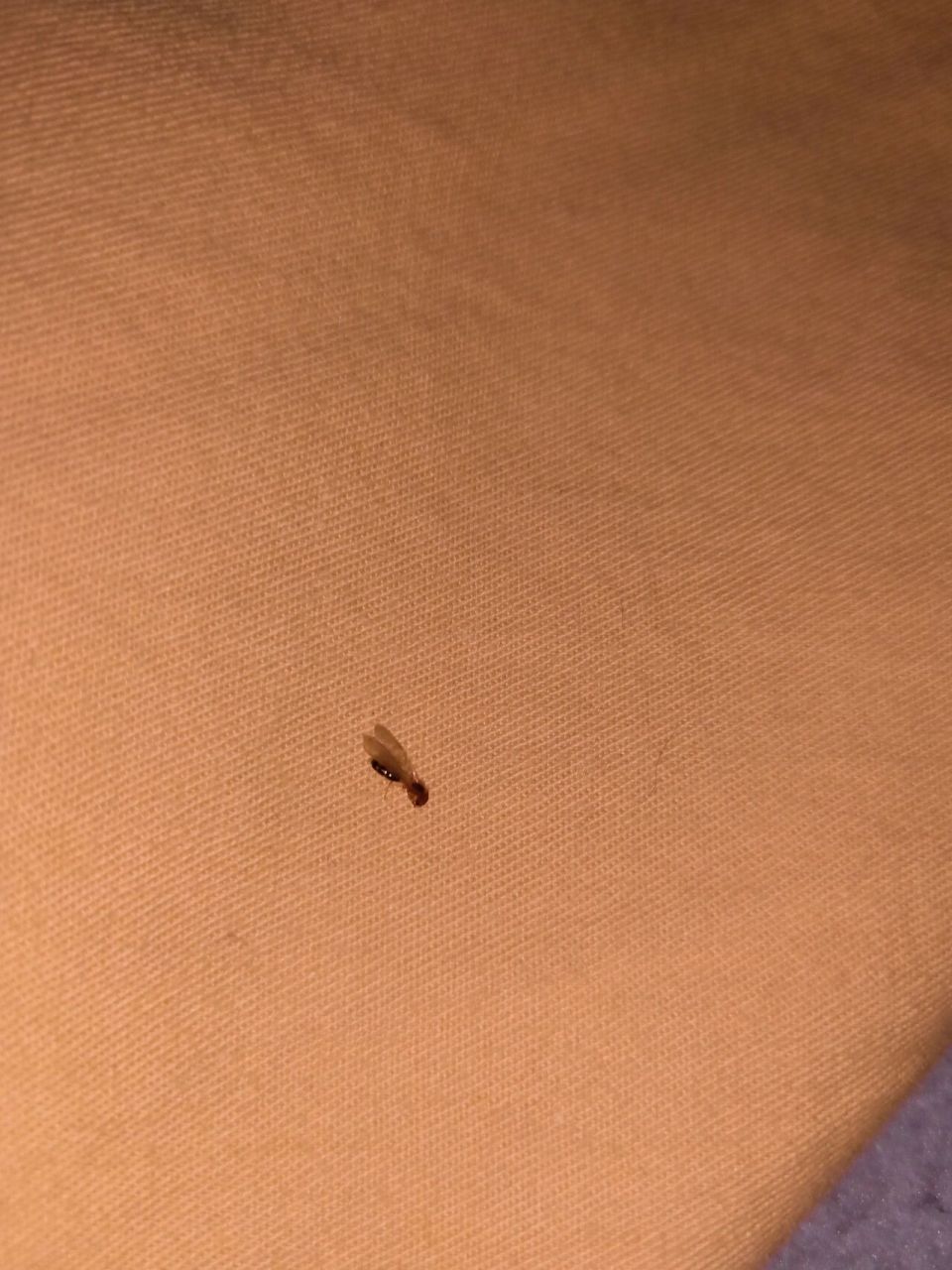 床上发现好多带翅膀的虫子 昨天才换的床单,发现了好多这种带翅膀的