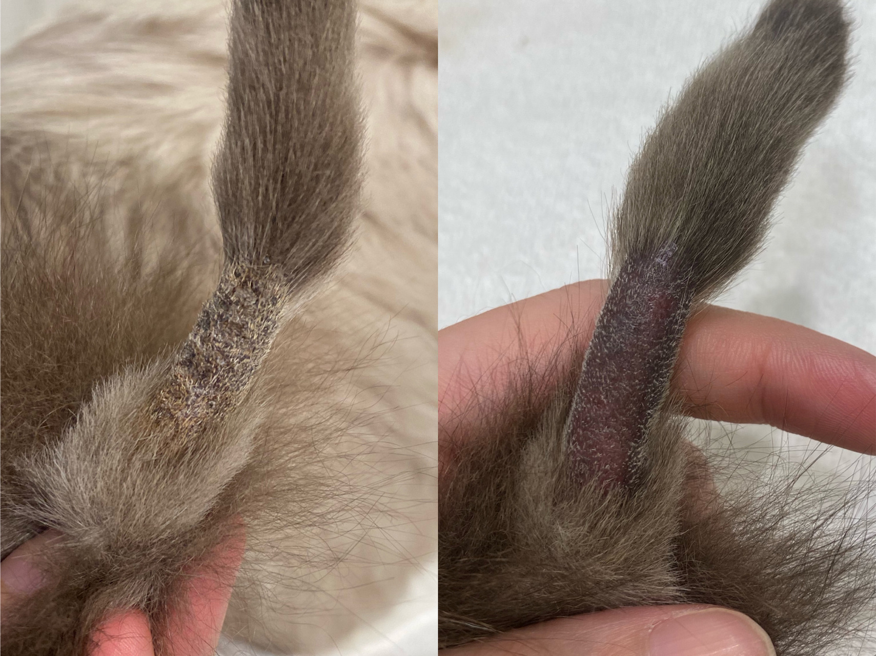 尾巴长猫癣|硬壳结痂怎么处理?