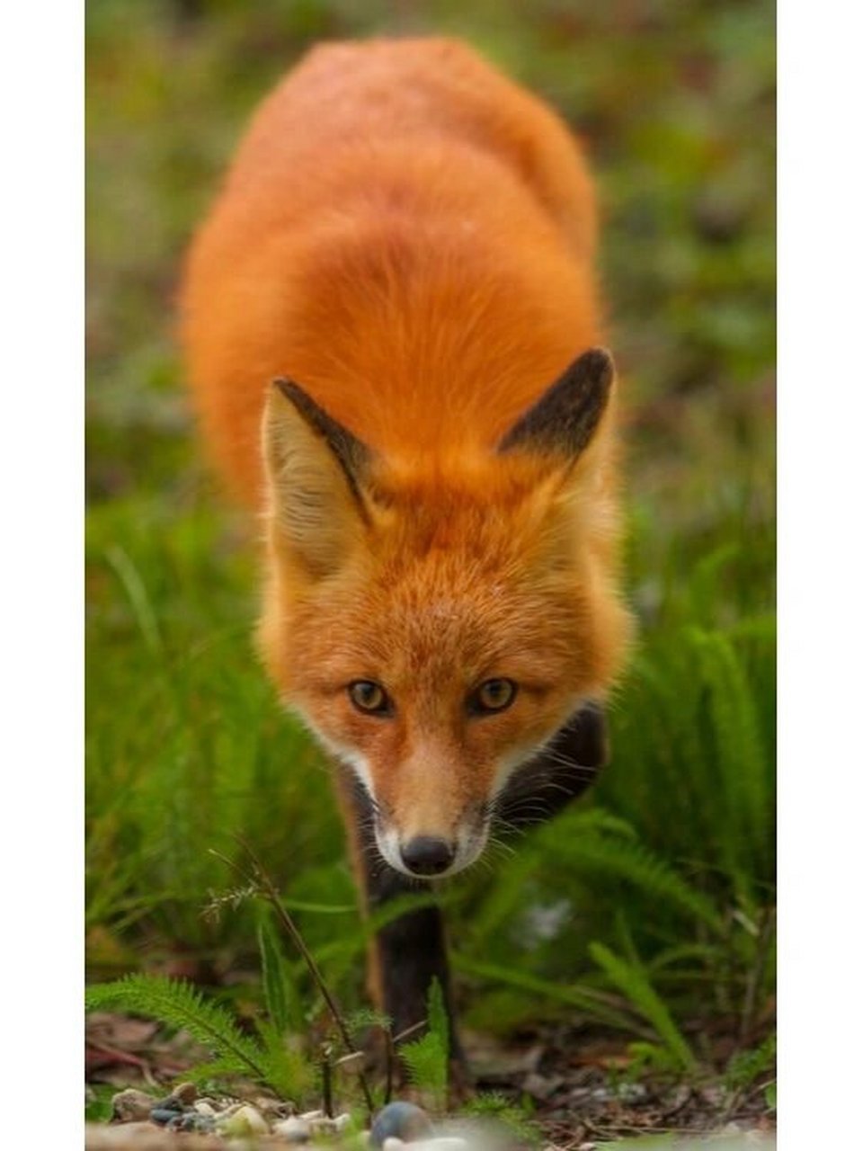 最漂亮的红狐狸来了 它拥有一种青春的活力 与一种美妙的火红