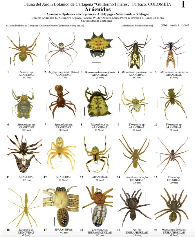 9915蜘蛛种类图鉴收集 世界蜘蛛类大集合