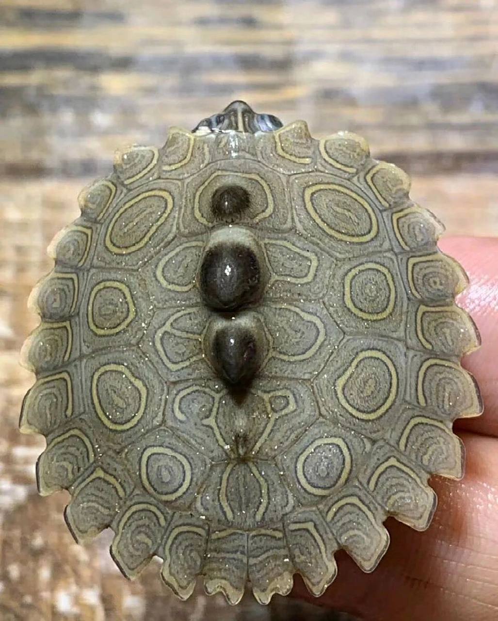 巴西脸龟类:黑瘤地图龟            黑瘤地图龟英文名:black-knobbed