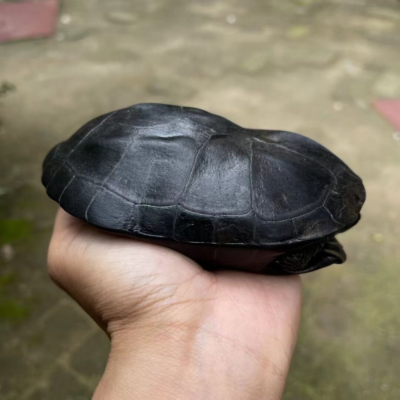 精品草龟墨龟鉴赏,最后两图有惊喜 精品草龟欣赏,每只都是精品,漆黑无