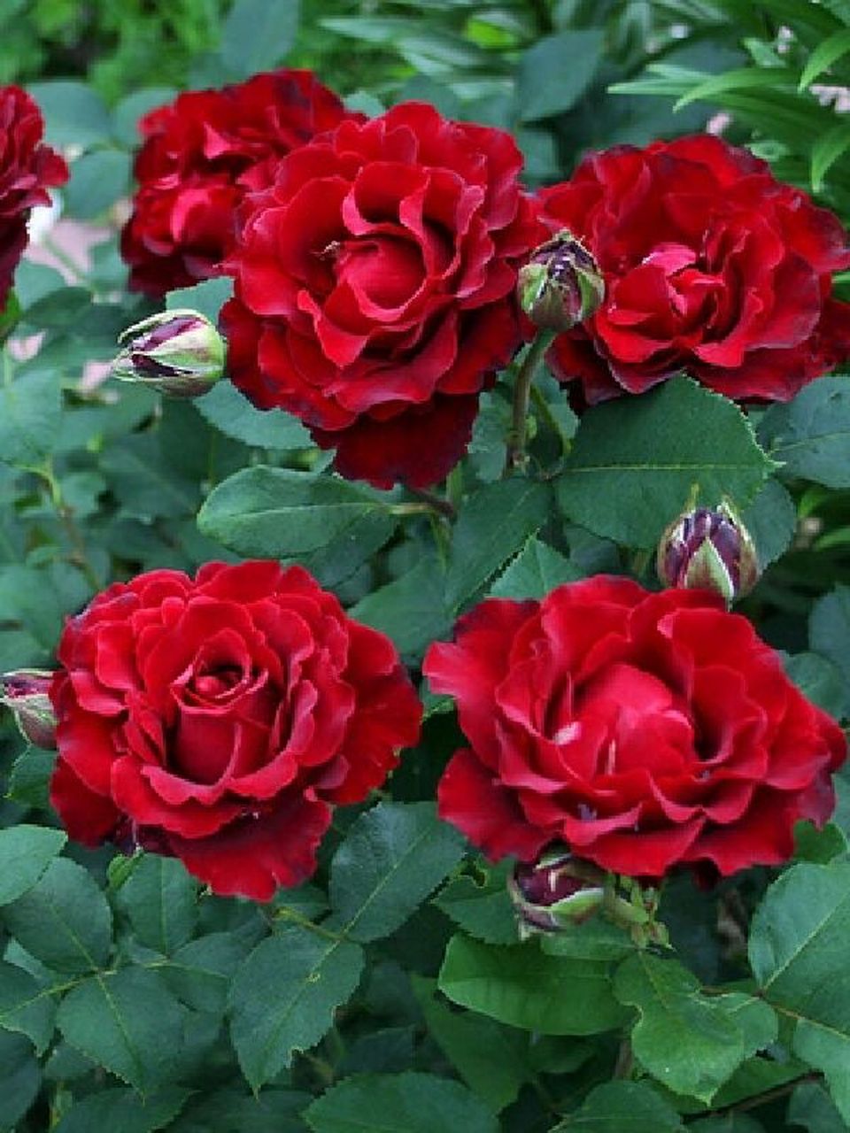 戴尔巴德月季"纪念芭芭拉" 戴尔巴德月季"纪念芭芭拉"hommage à