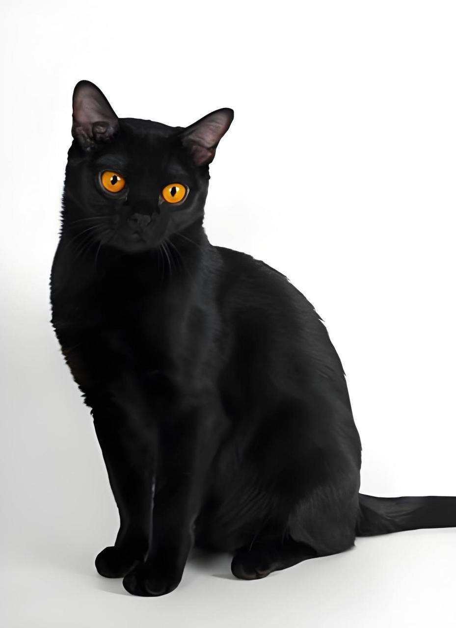 那就是孟买猫,你的专属"小黑豹"!