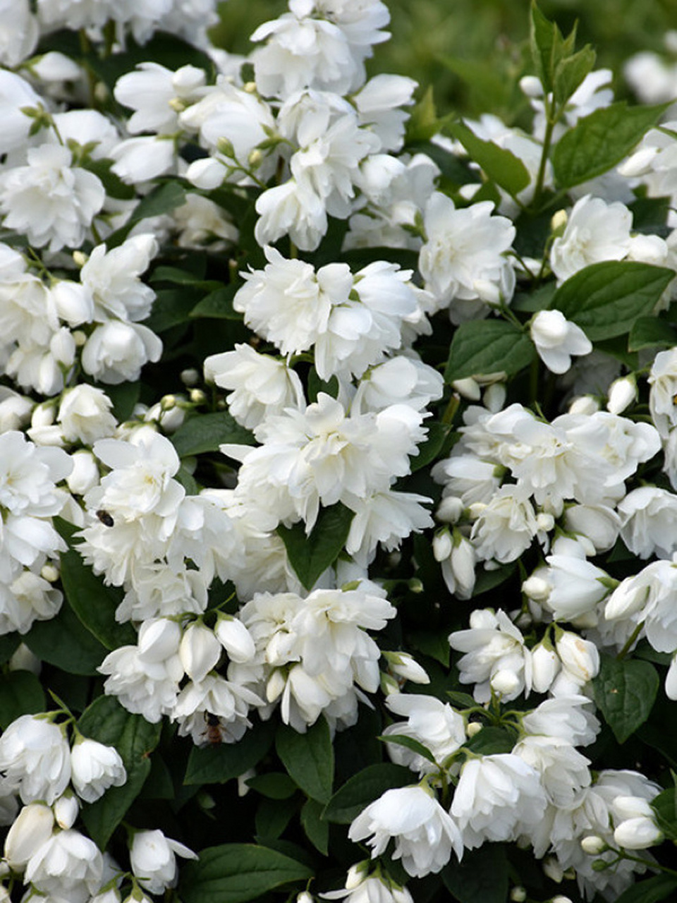 欧洲山梅花 隆重介绍一种春季开花的花灌木欧洲山梅花,原产于我国的山