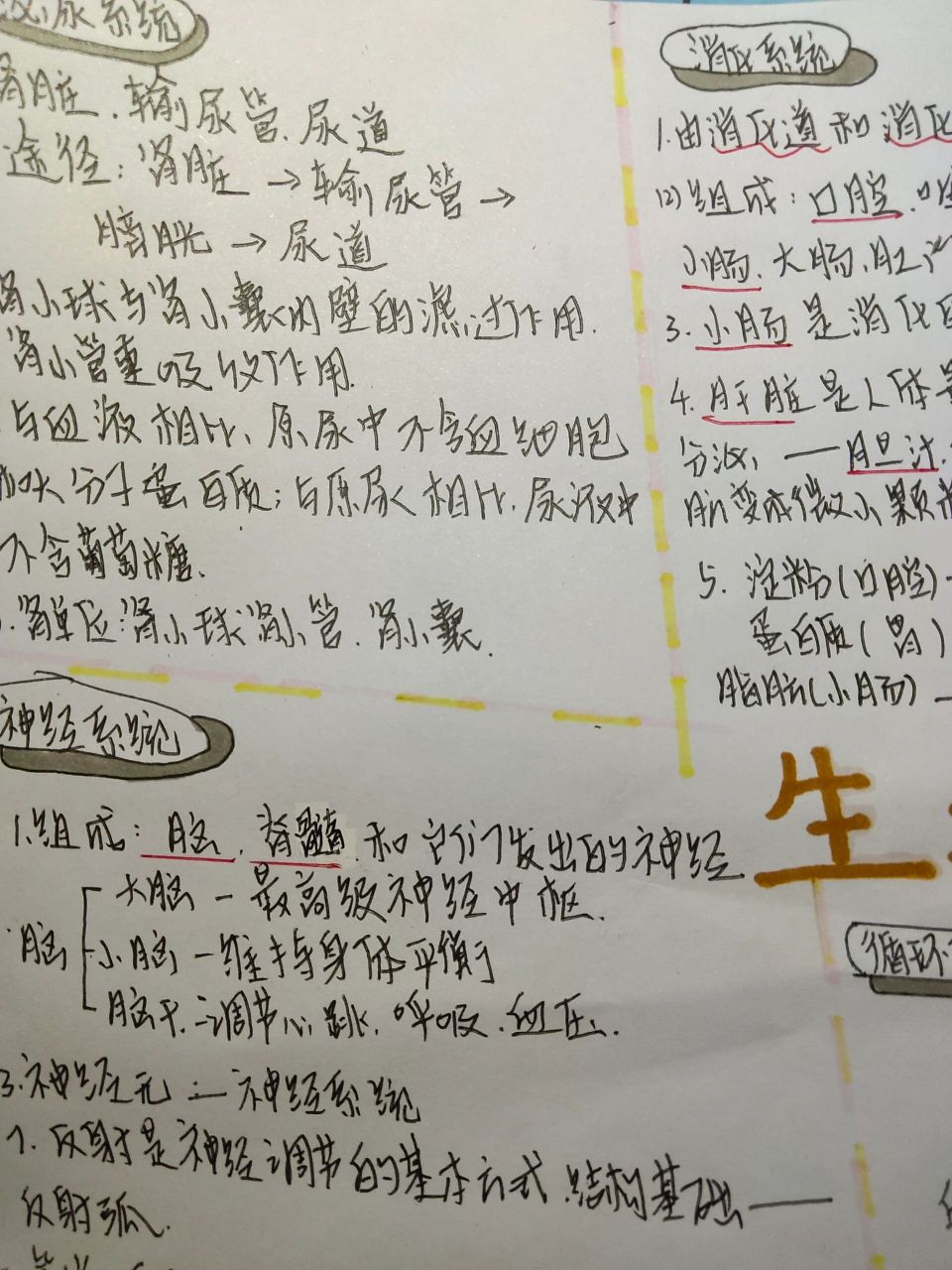 生物圈中的人    思维导图  生物圈中的人 初来驾到,感谢大家的支持