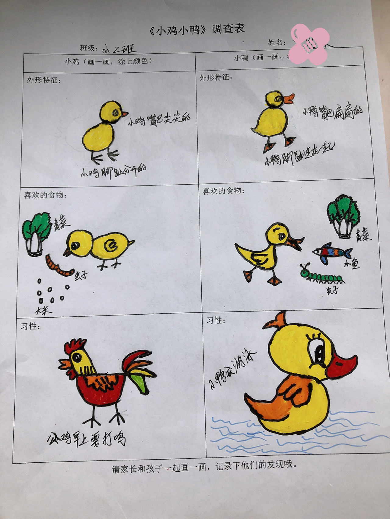 小鸡和小鸭的区别