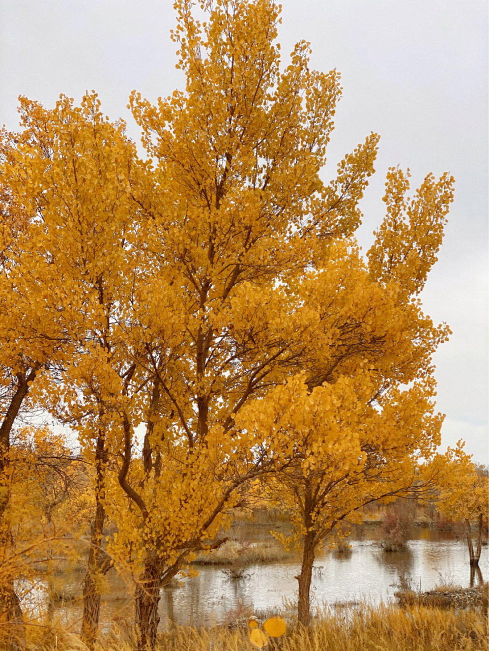 泽普金胡杨国家森林公园 位于泽普县西南36公里处亚斯墩林场境内 坐落