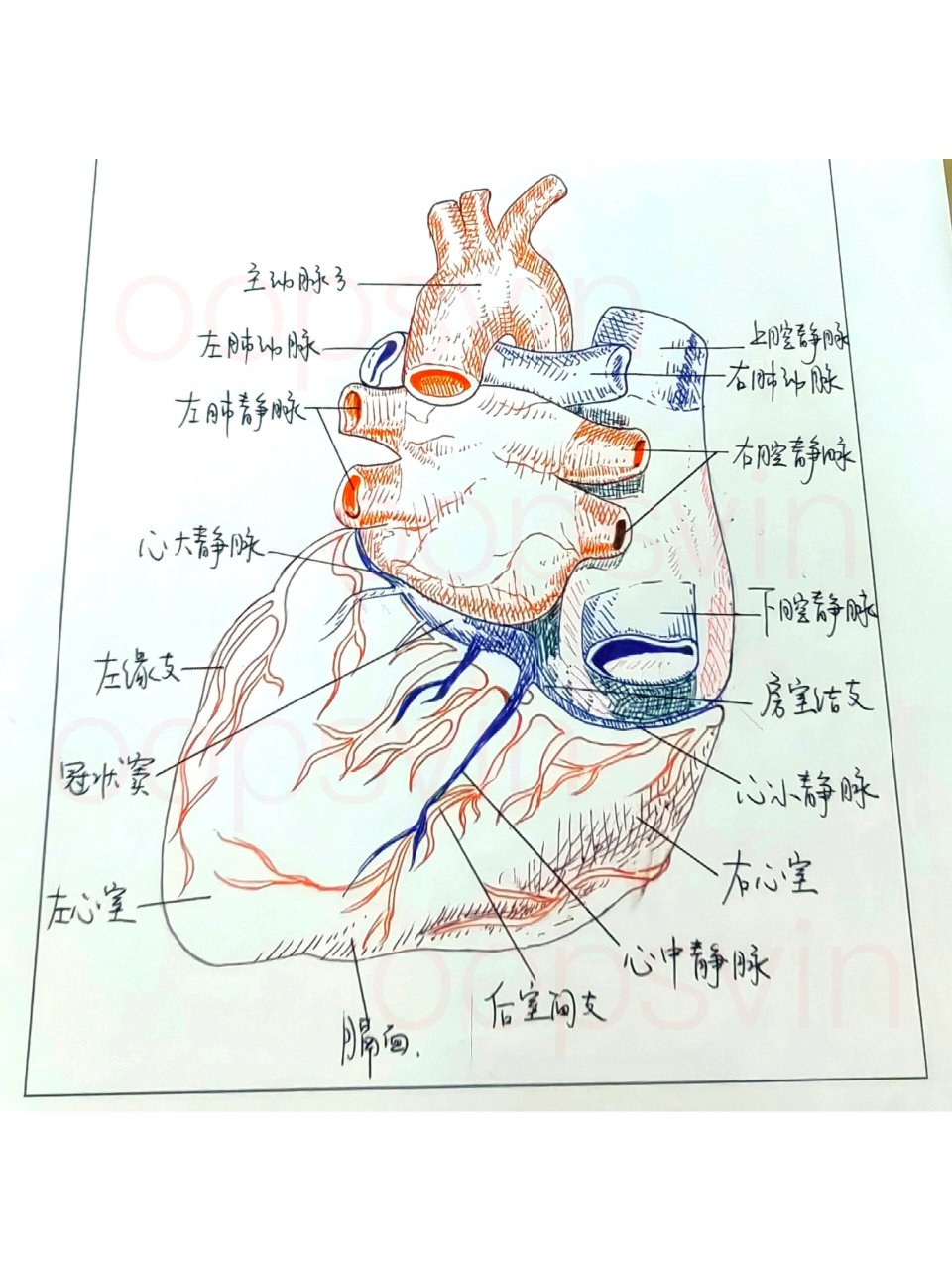 014/心的外形和血管(后下面观)
