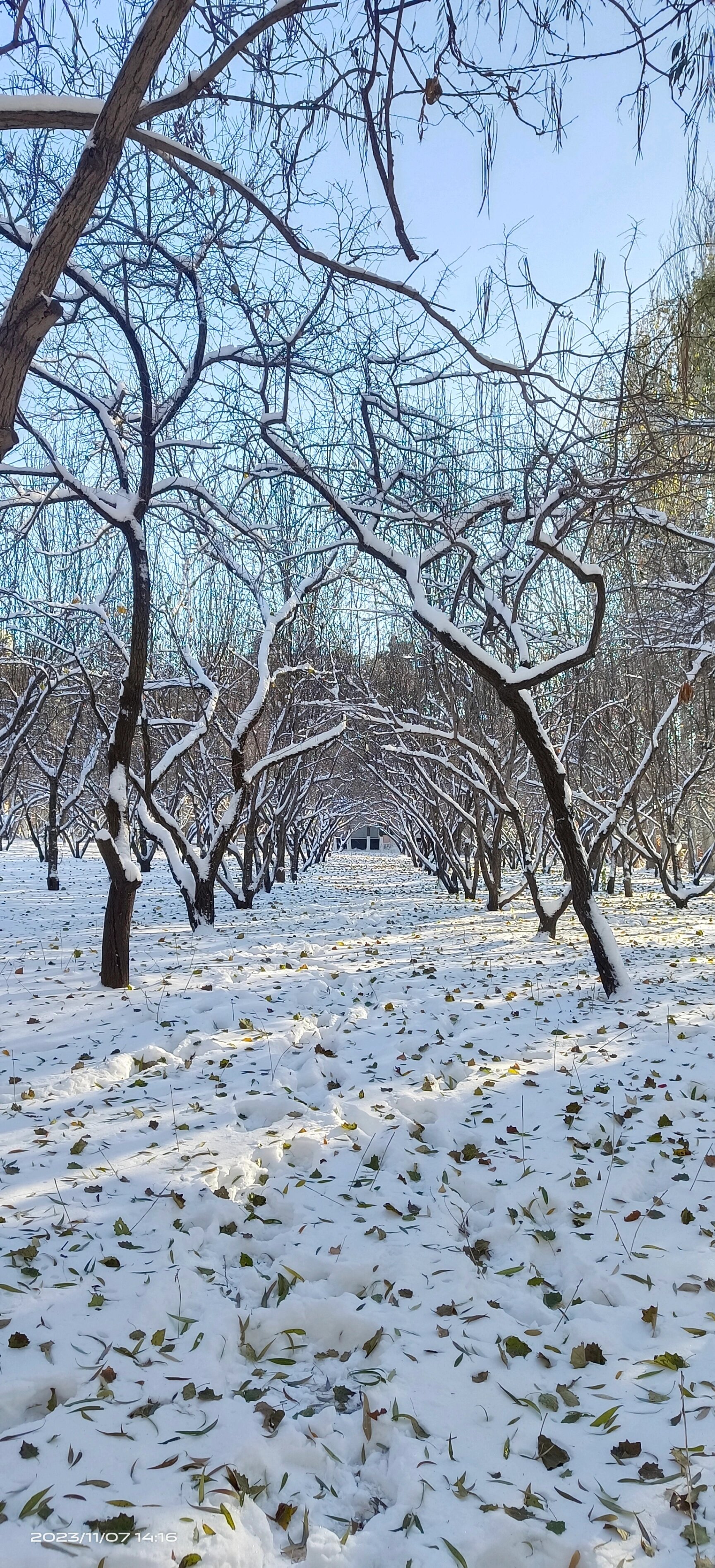 长春下雪图片图片