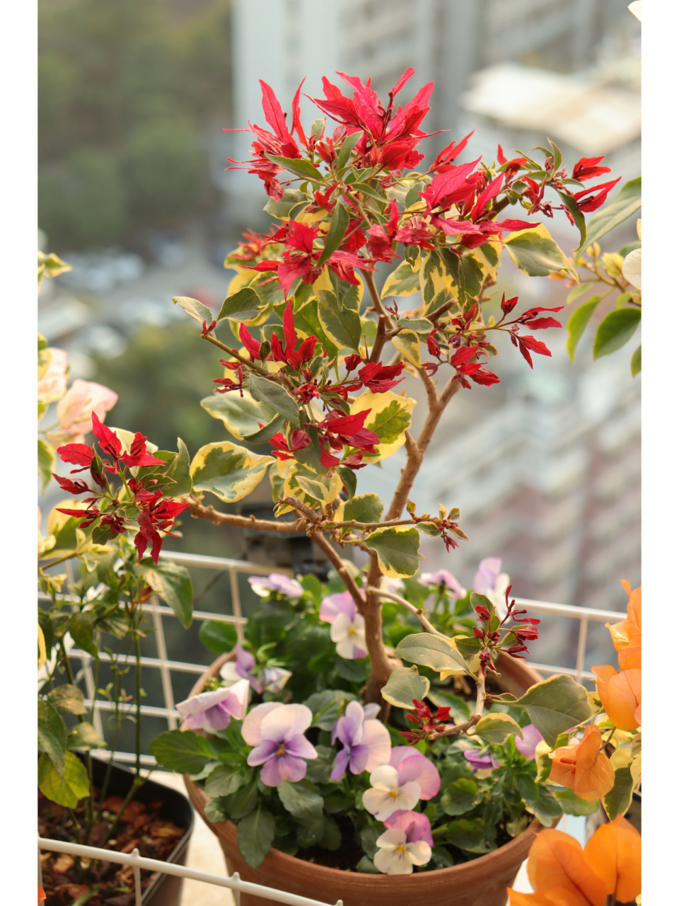 三角梅-红蝶 红蝶终于开啦,不过效果并没有达到预期,当初中毒红蝶的