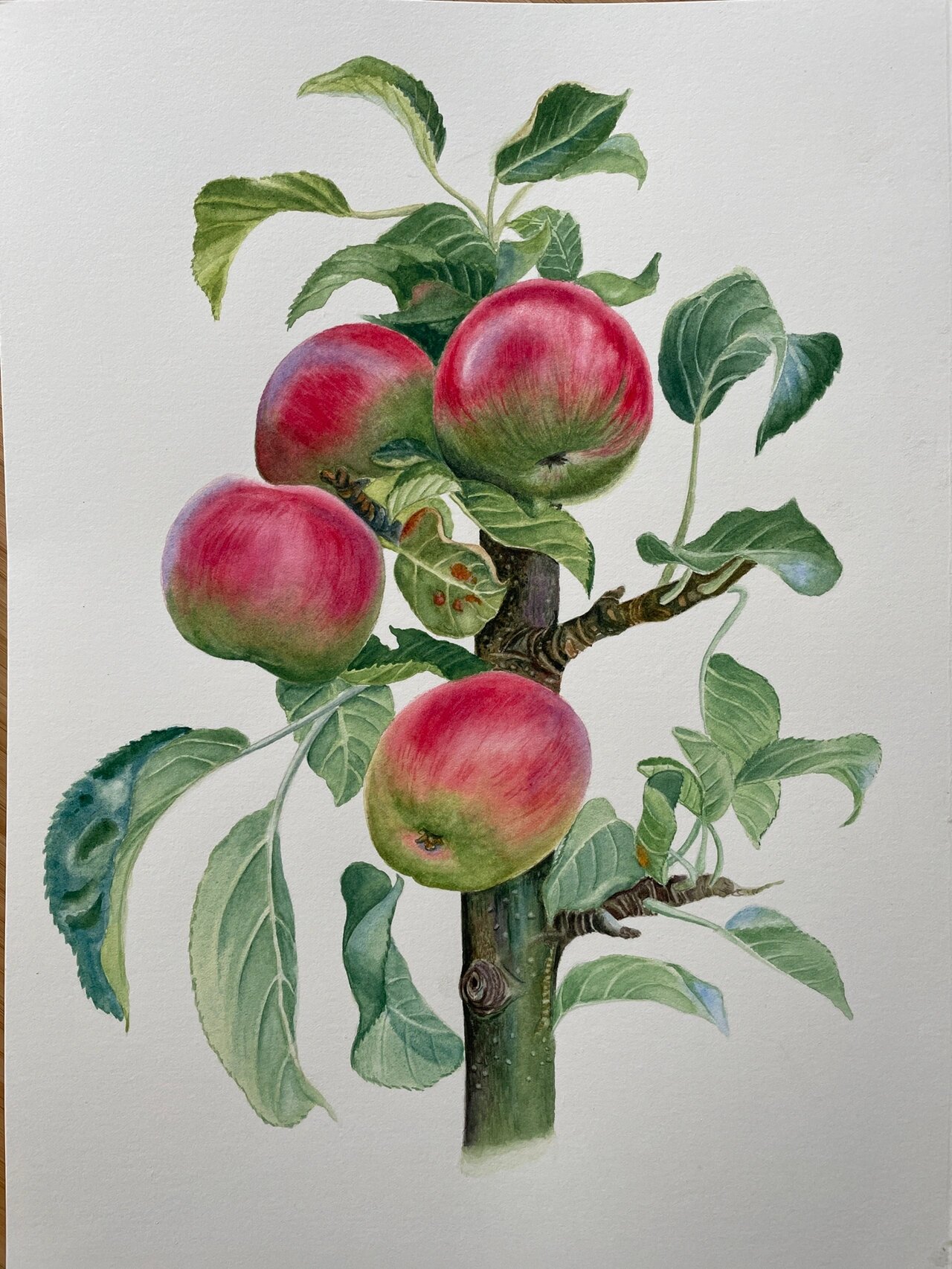 水彩植物 苹果树 今年我将苹果周围的叶子剪掉,阳光照到的时间更长
