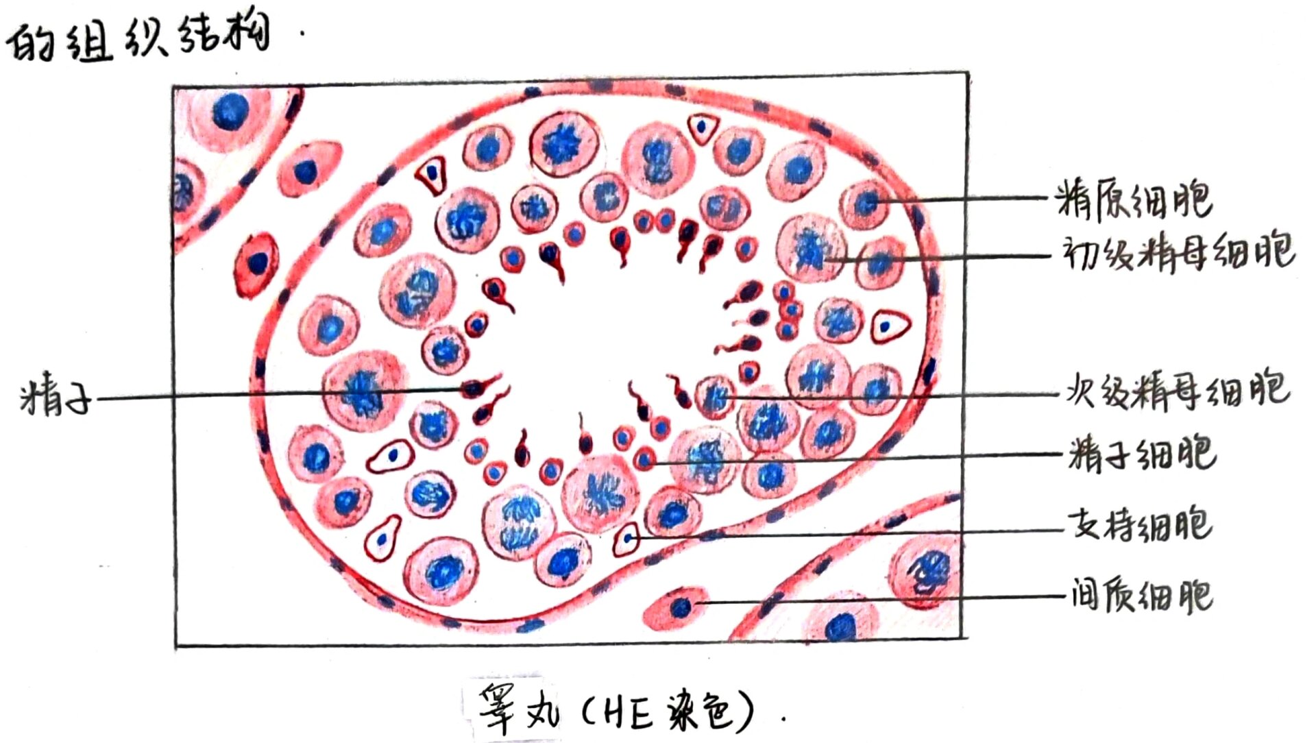 解剖学实验报告Ⅰ生殖系统Ⅰ红蓝绘图 卵巢,睾丸组织结构