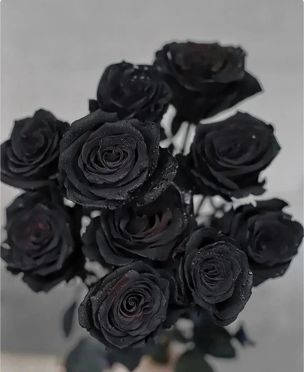 黑夜天使丨厄瓜多尔黑玫瑰 厄瓜多尔黑天鹅玫瑰 花语:温柔真心,独一无