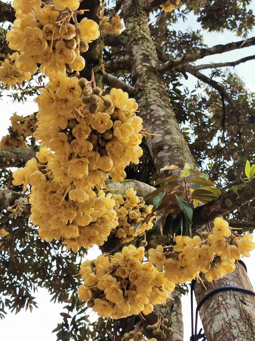 榴莲树开花图片大全图片