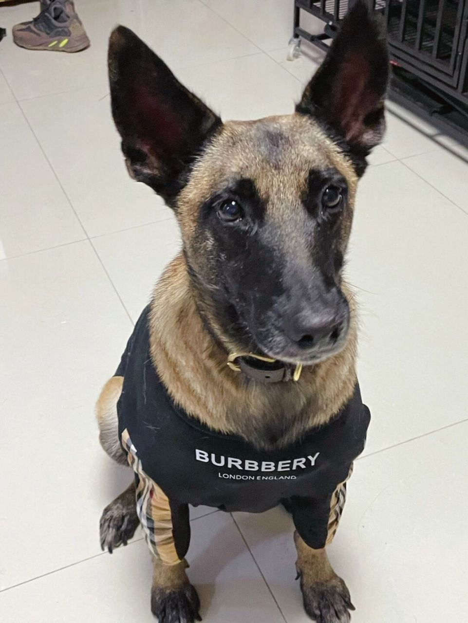 领养的退役警犬近况 貂蝉来我家已经快三个月啦,从警犬基地回来,社会