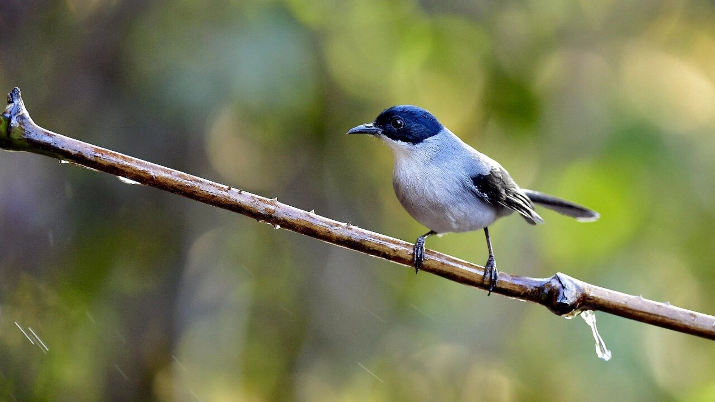 黑头奇鹛 黑头奇鹛在《中国鸟类野外手册》编号1123(heterophasia