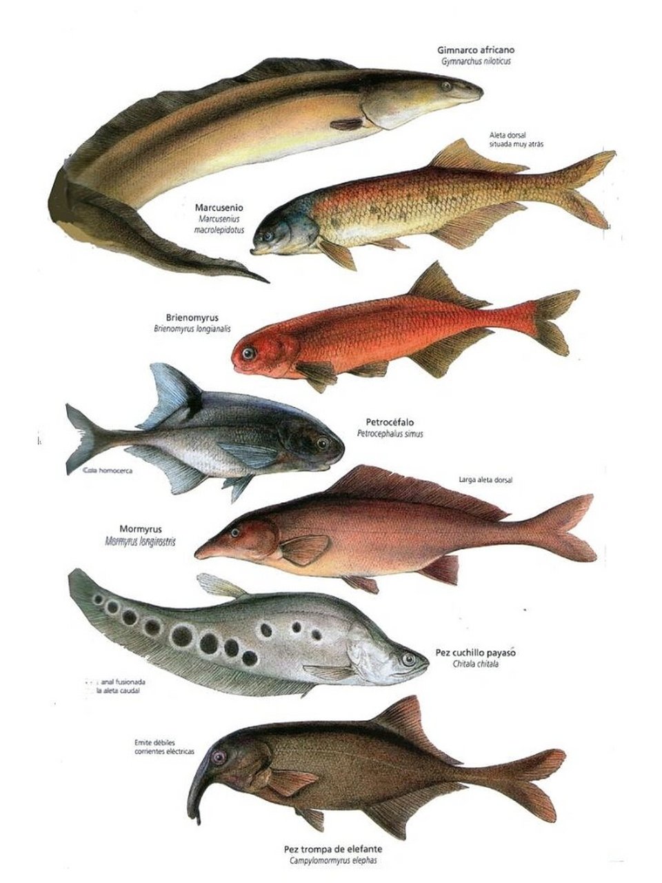 形态解析 鱼类造型参考 参考素材