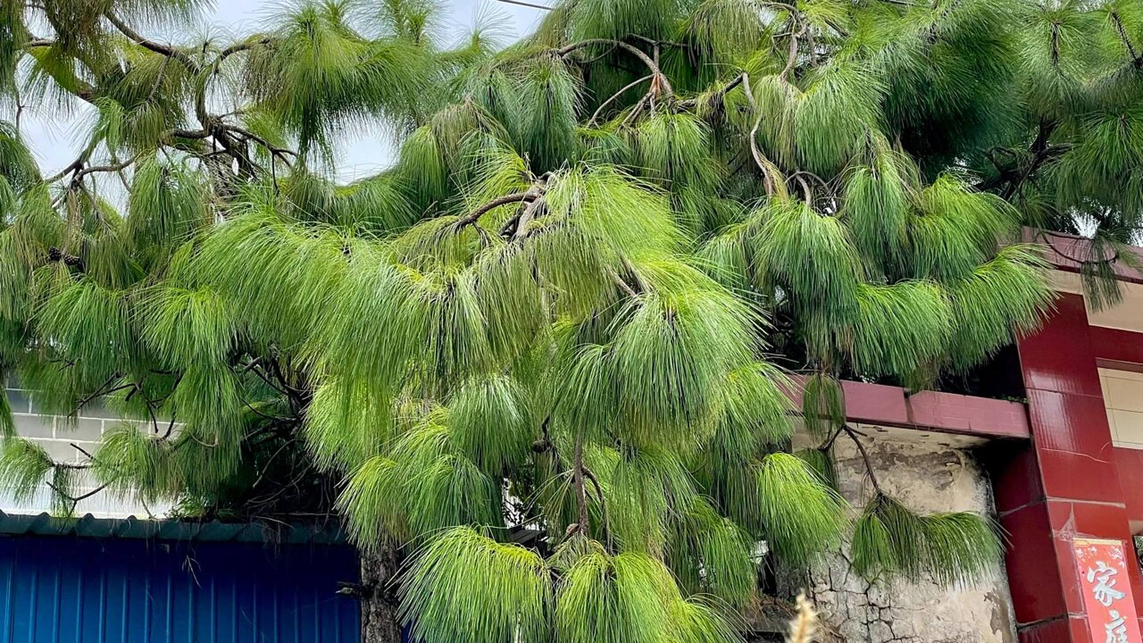 pinus yunnanensis 云南松