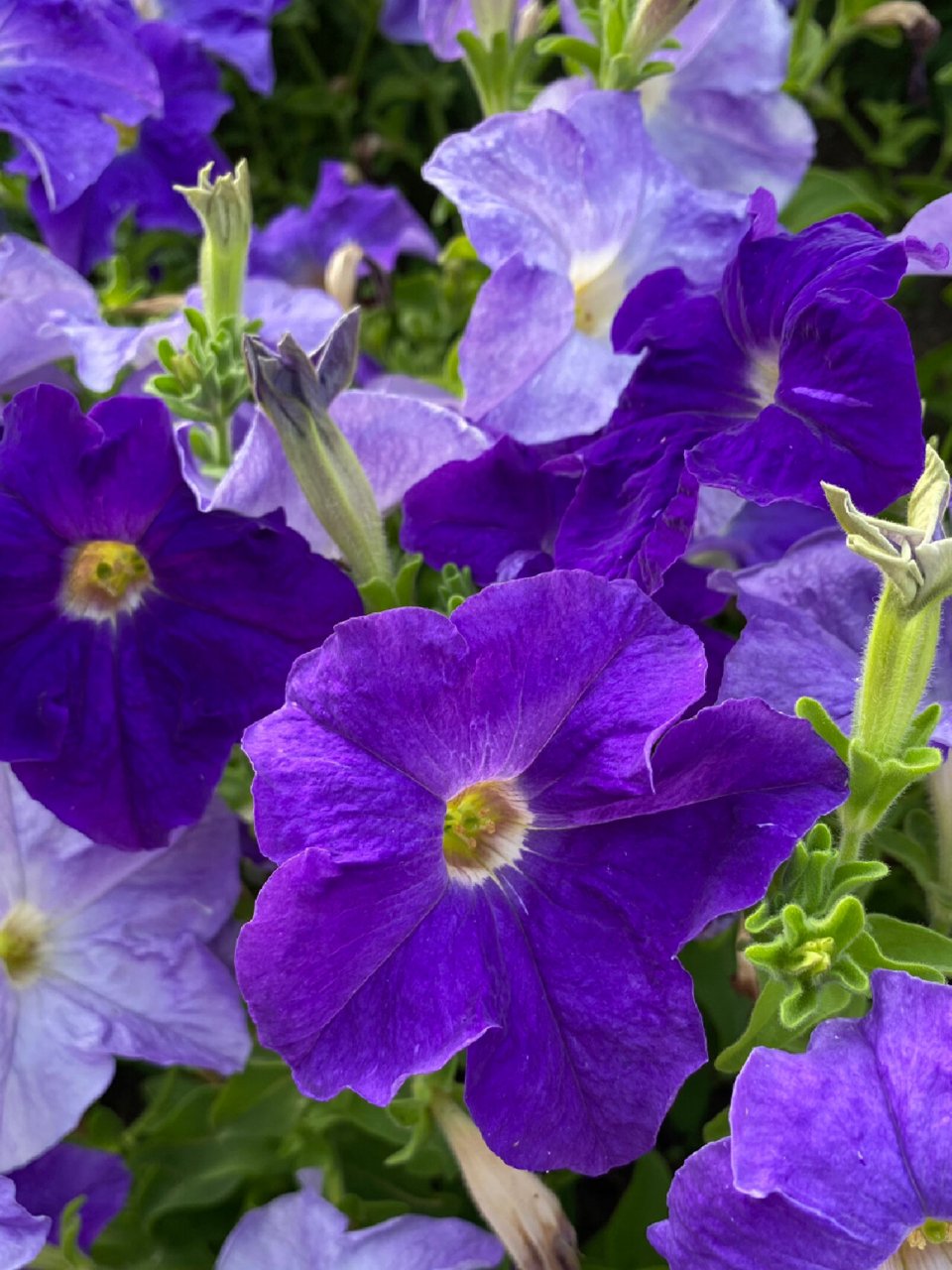 紫色矮牵牛花 碧冬茄属(学名:petunia)是一类原产于南美洲的草本植物
