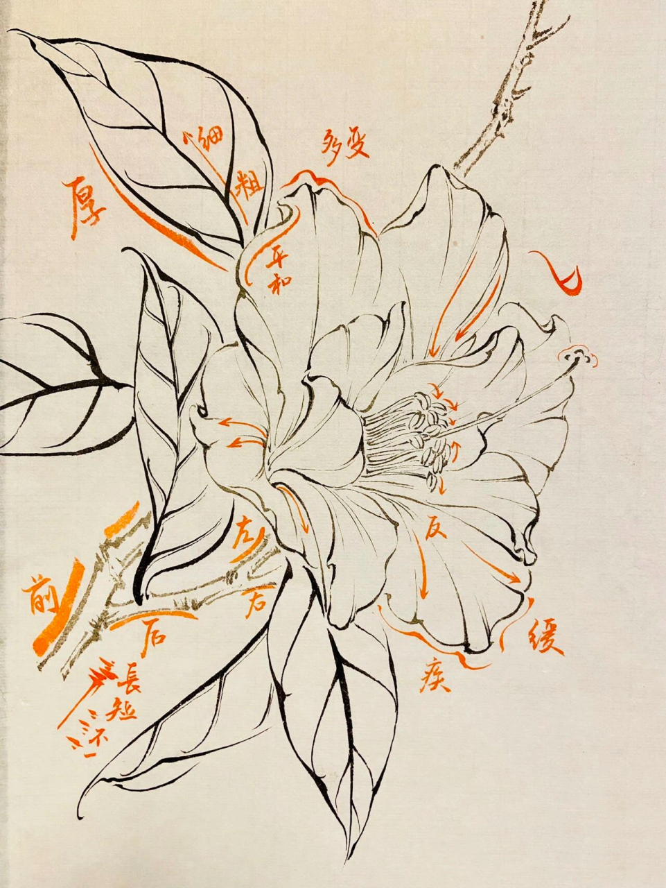 国画入门|零基础学国画9799山茶花步骤 4.