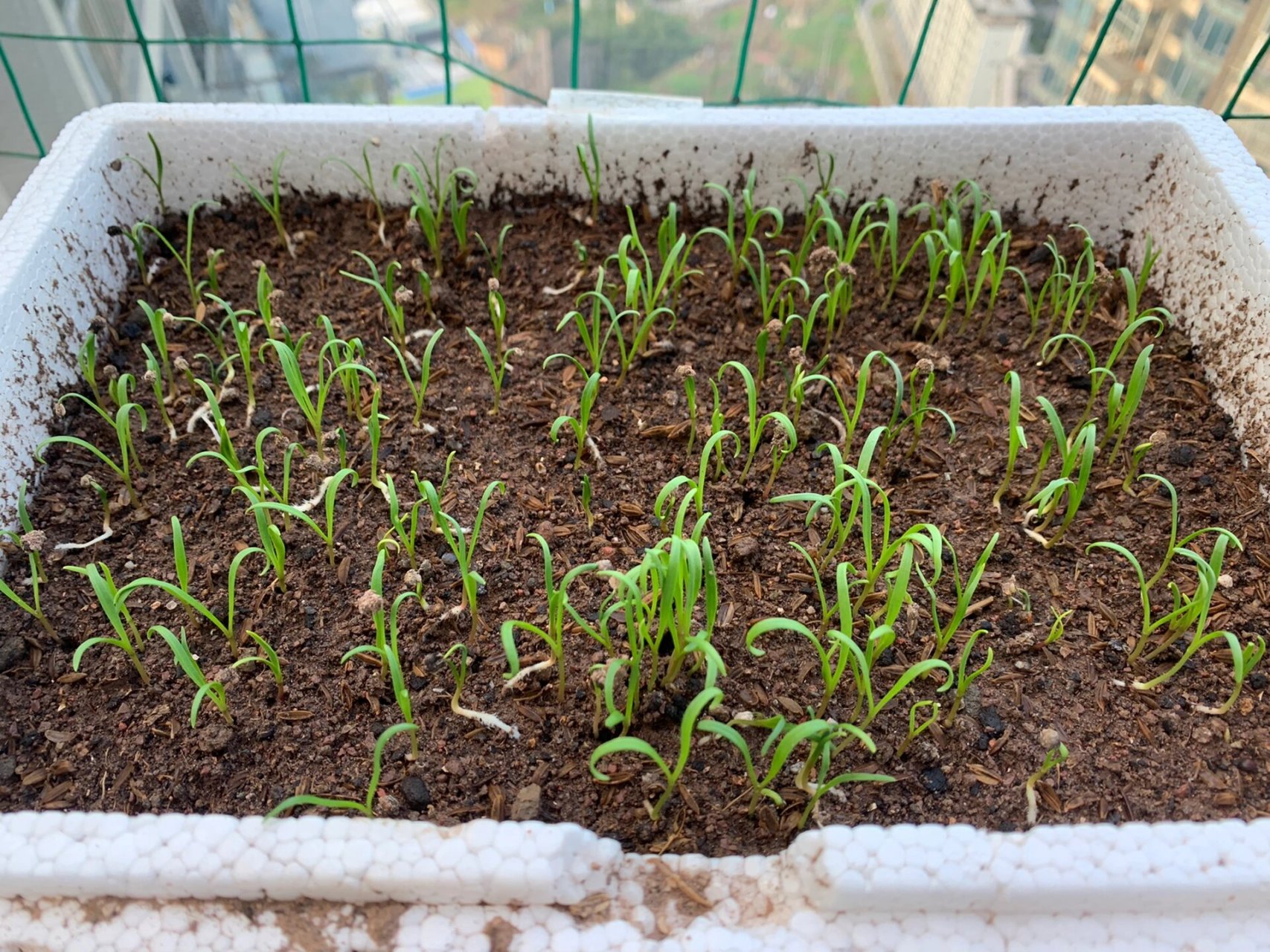 雨后,势如破竹的菠菜苗 买豌豆种子送的菠菜种子,在国庆节前种下.