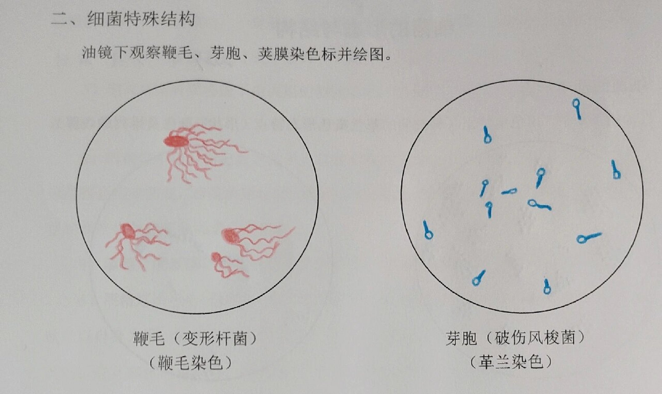 鞭毛形态图片