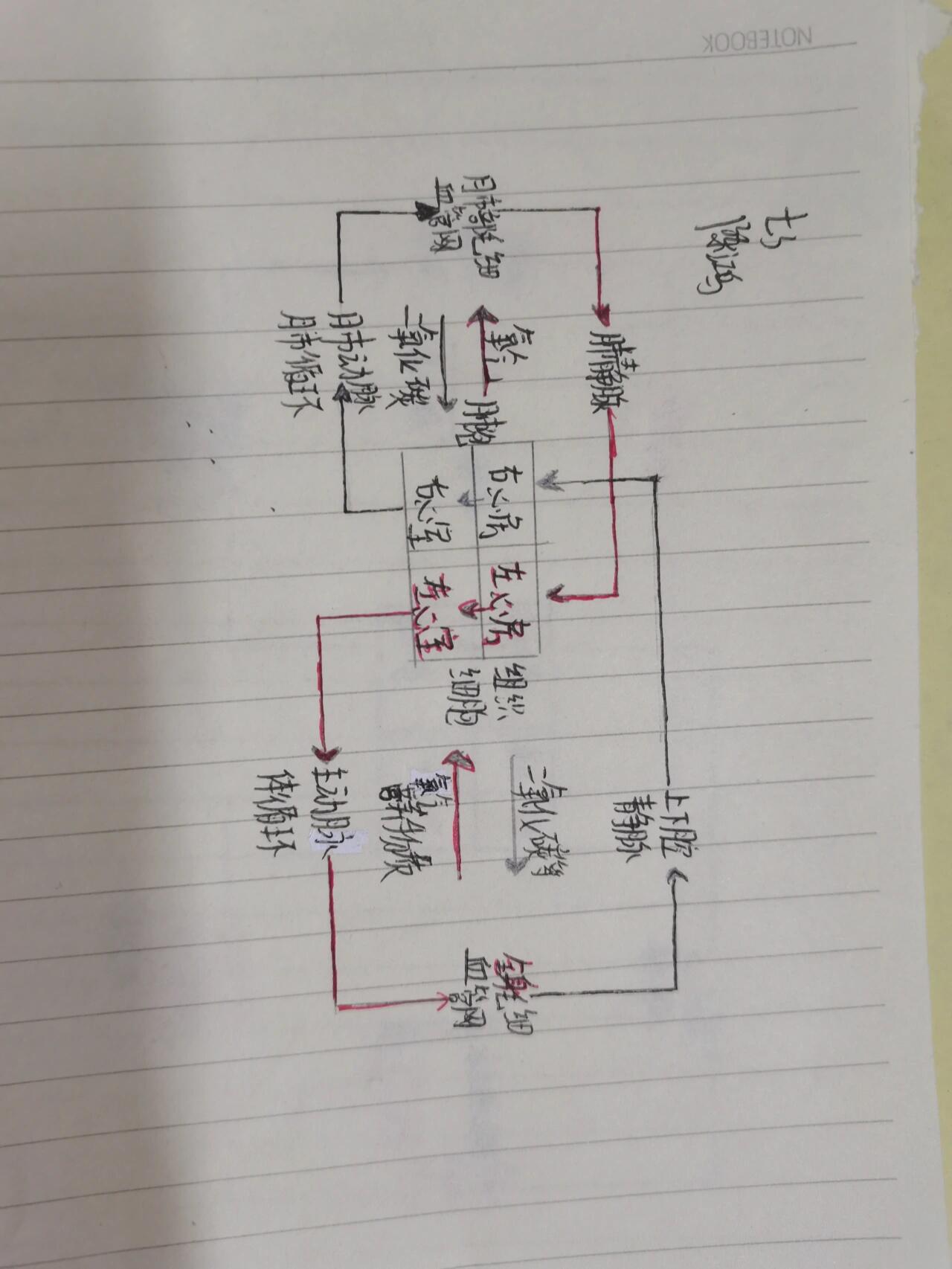 学生最新画的"物质运输的路线"