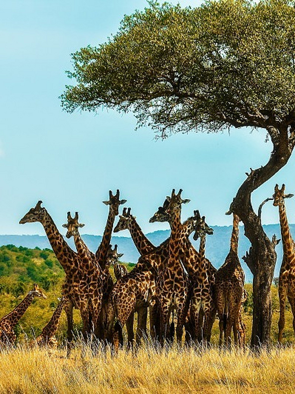 马赛马拉大草原 今天要给大家介绍一生必去的非洲91之旅——探索