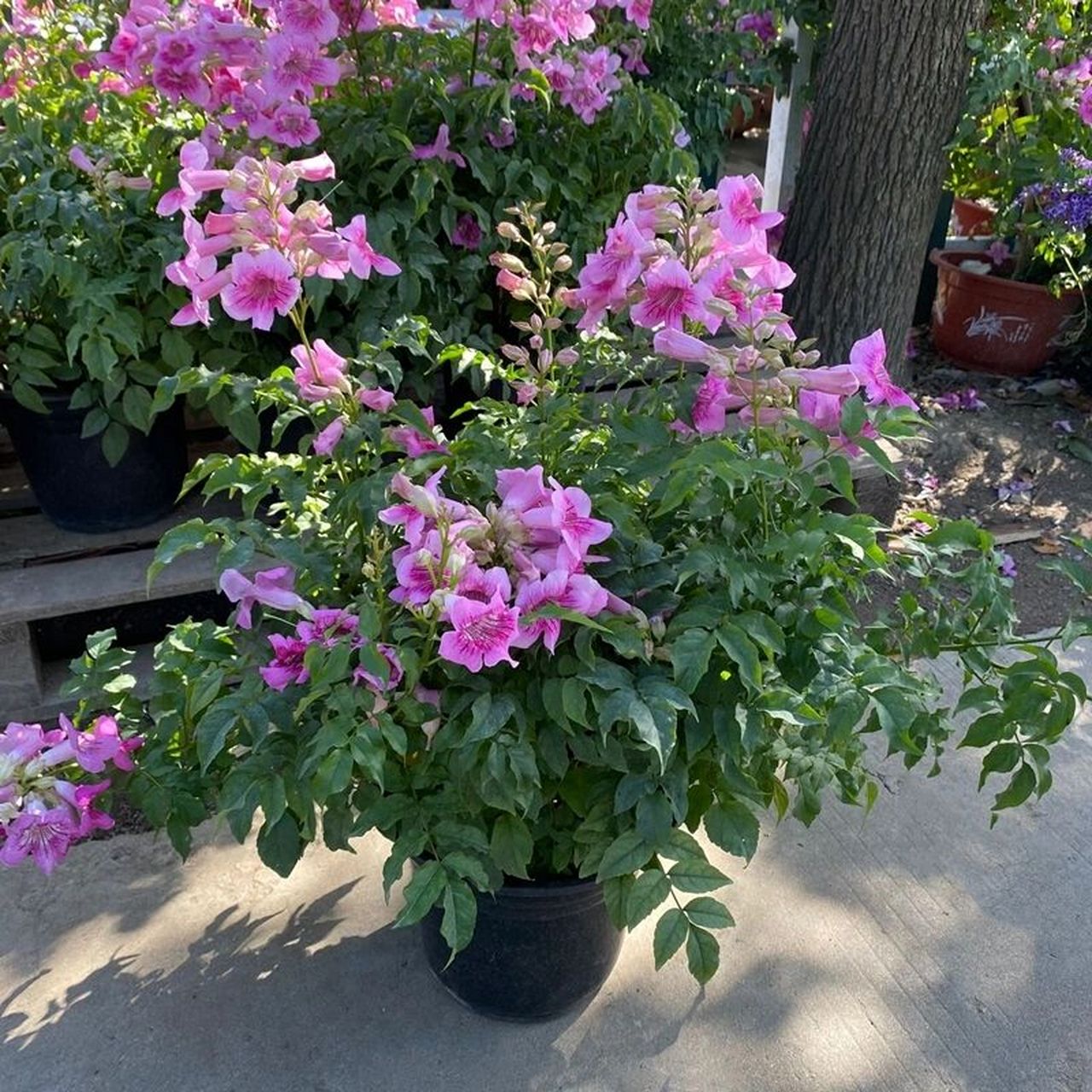 花境植物第174弹——非洲凌霄 粉色凌霄花属于非洲凌霄花品种,它圆锥