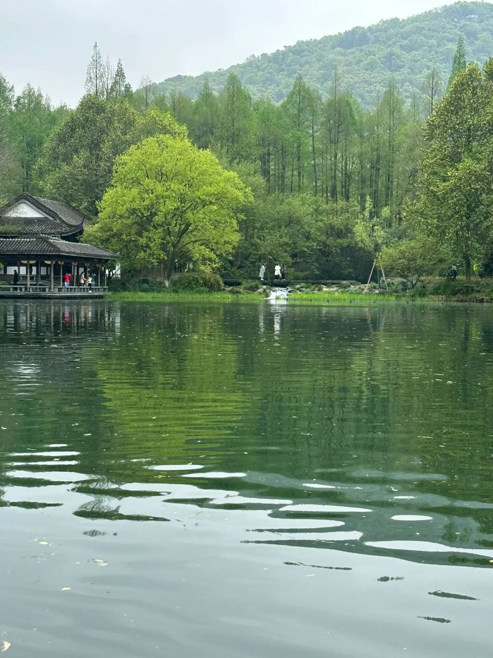 西湖手摇船每天七点到七点半乌龟潭接受预约 如果预约的话请提前一天