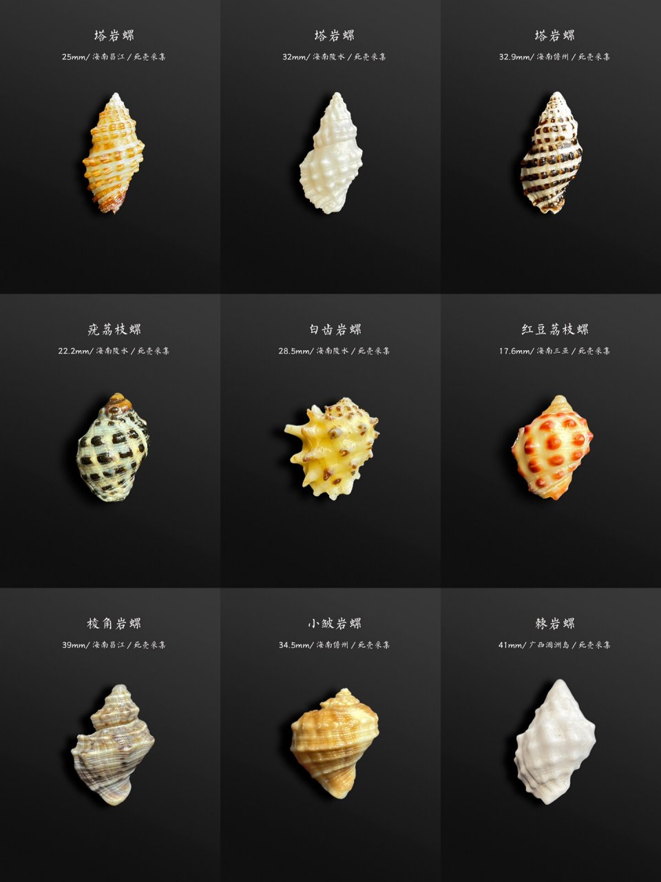 大部分岩螺荔枝螺都生活在潮间带的岩石上所以很容易捡到.