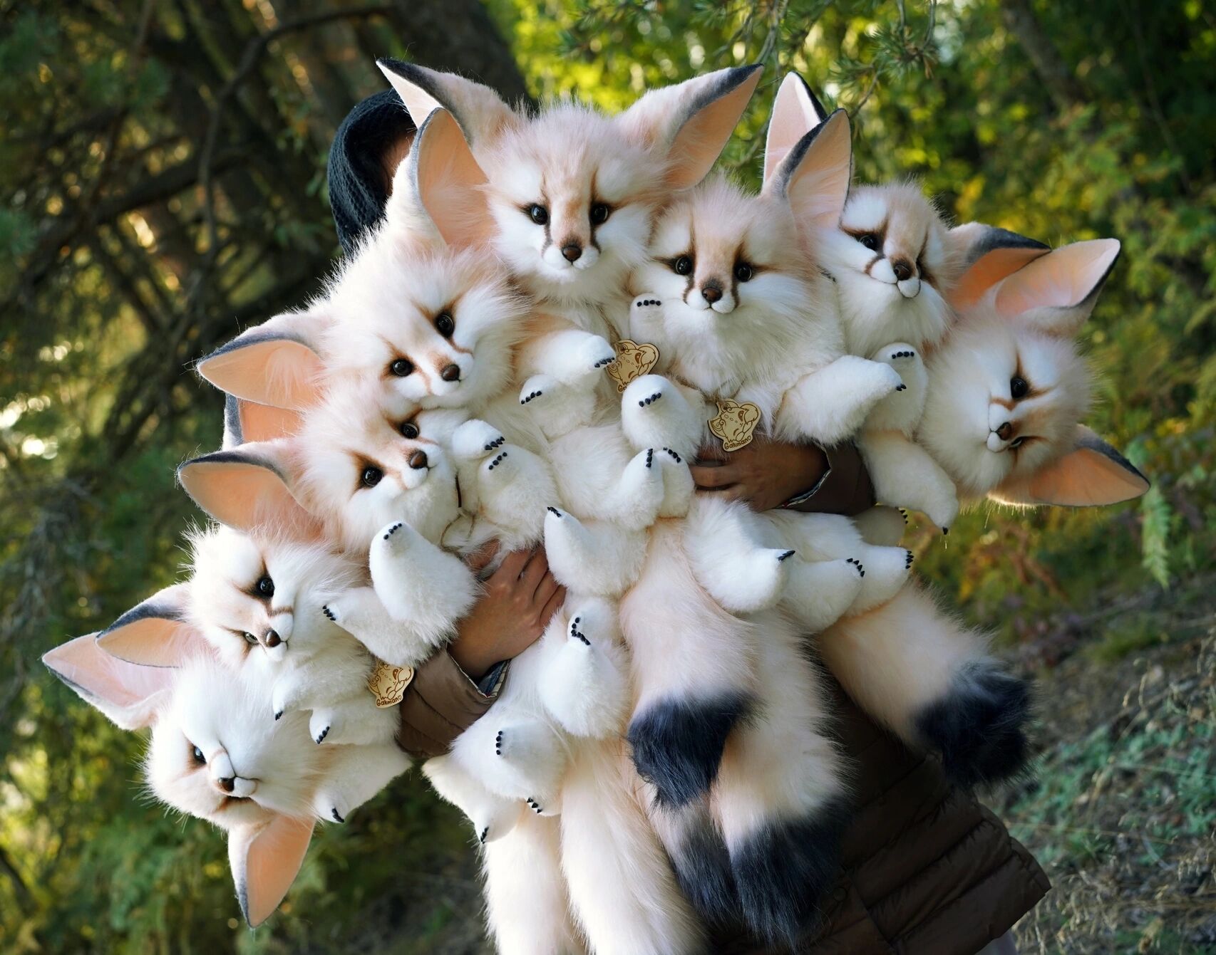 2022年的小狐狸们完美交单02 一大捧雪狐宝宝超壮观 喜欢的私信我吧