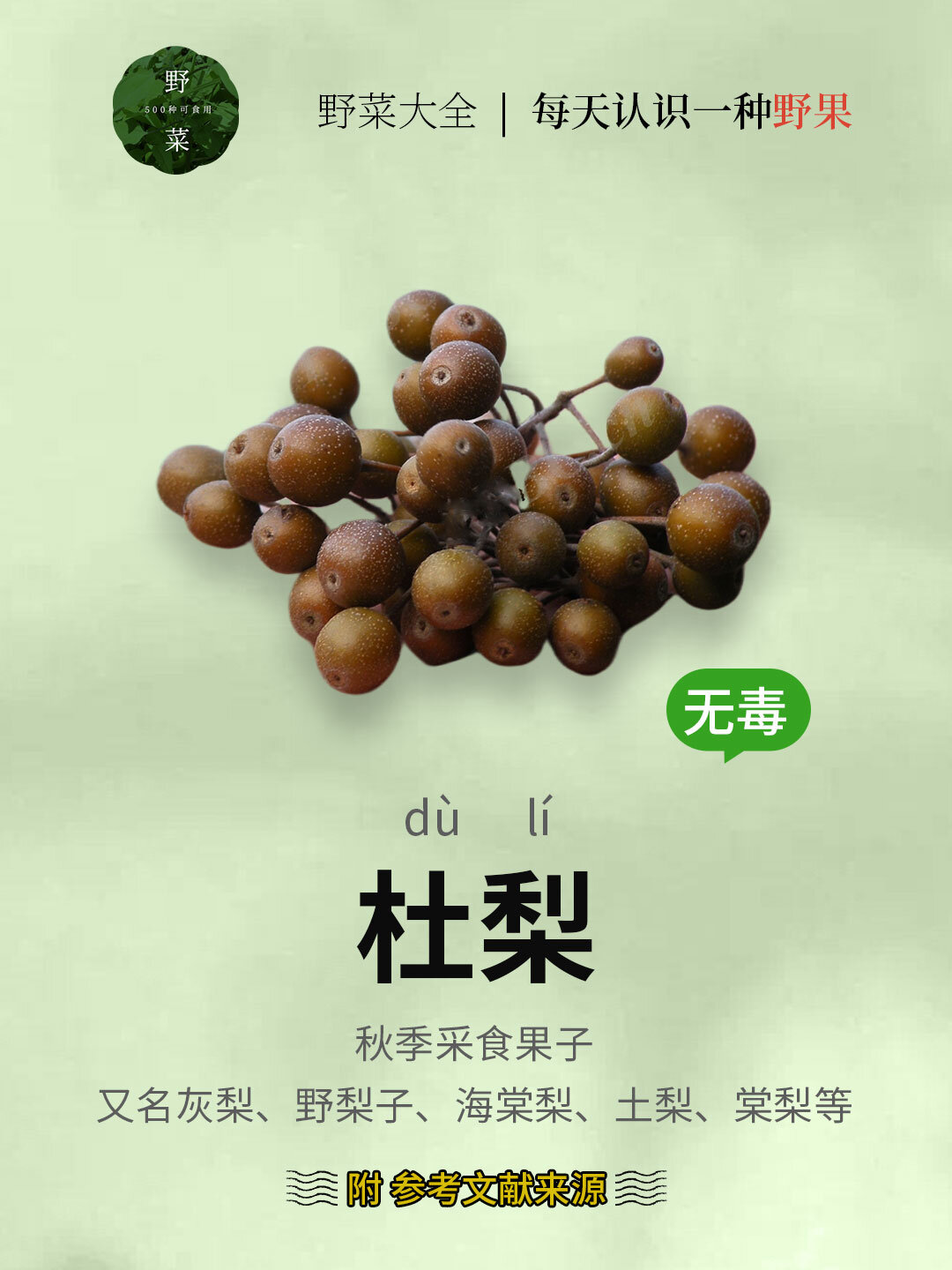 093 | 杜梨,直径一厘米,世界上最小的梨