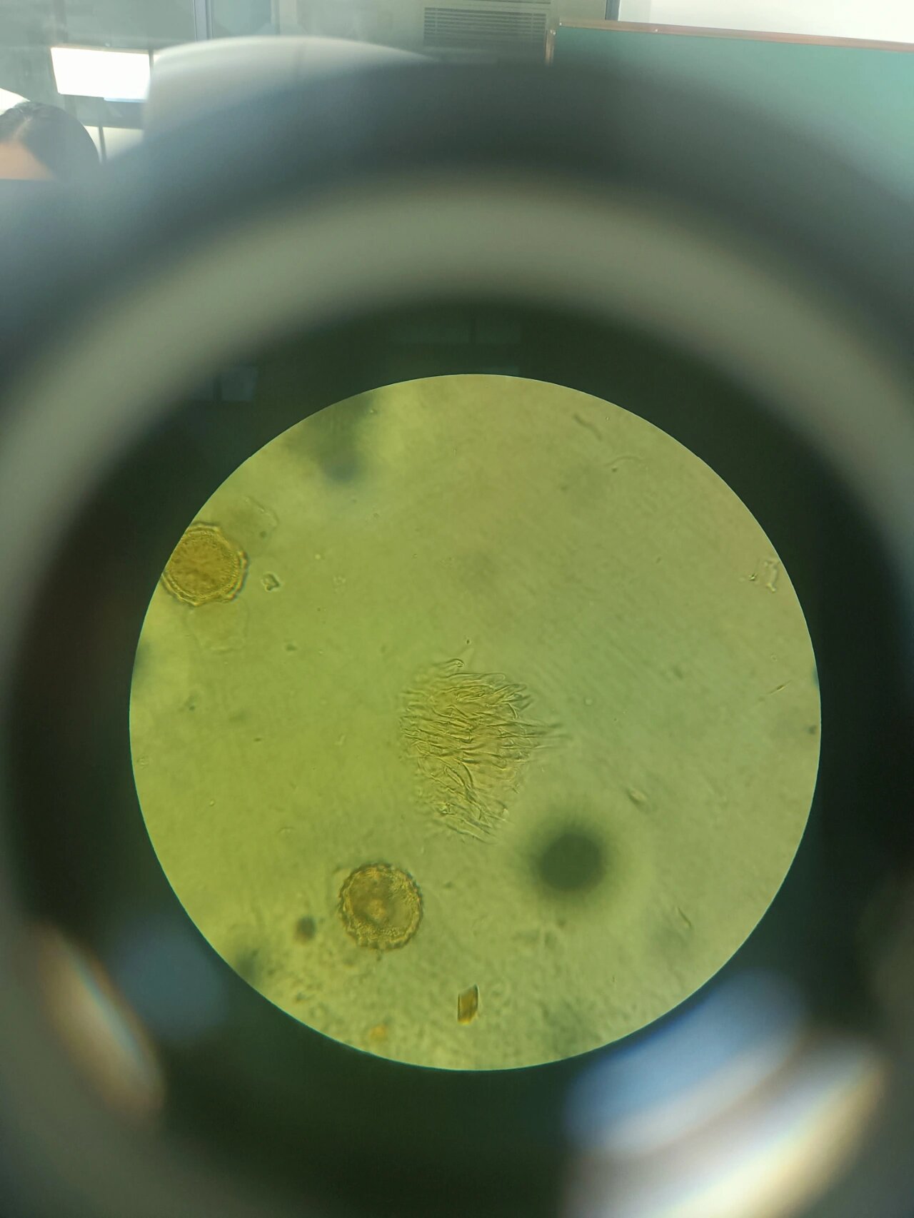 红花显微粉末图