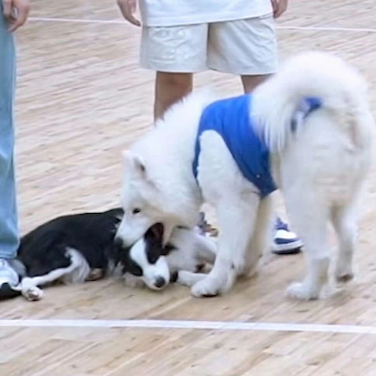 土豆啊,鼠标这不兴吃啊哈哈哈哈哈哈哈 #tnt时代少年团# #宋亚轩# #刘