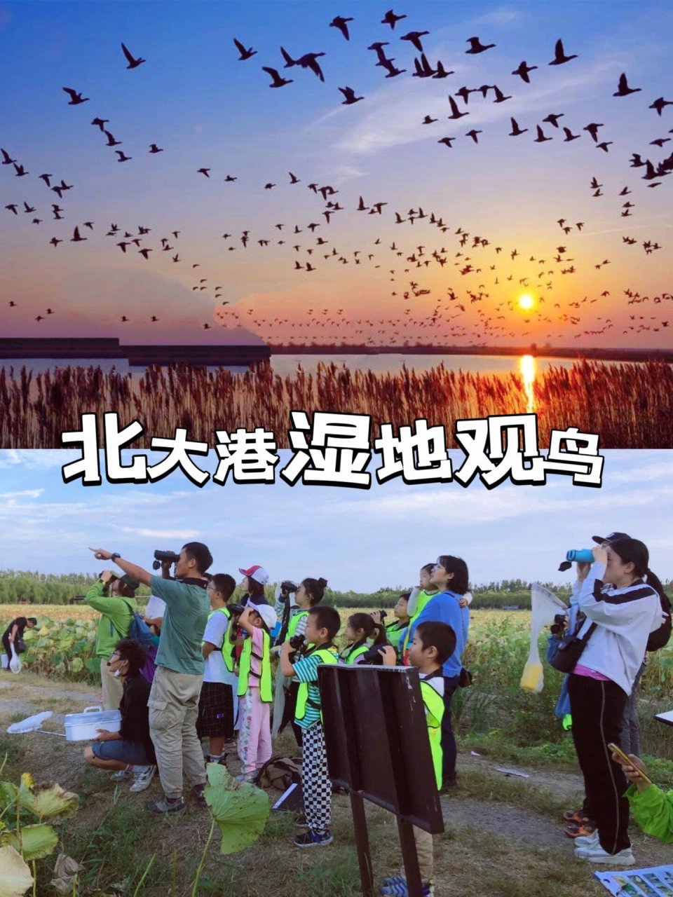天津北大港湿地观鸟,专业团队带你看鸟鸟鸟  天津市北大港湿地自然
