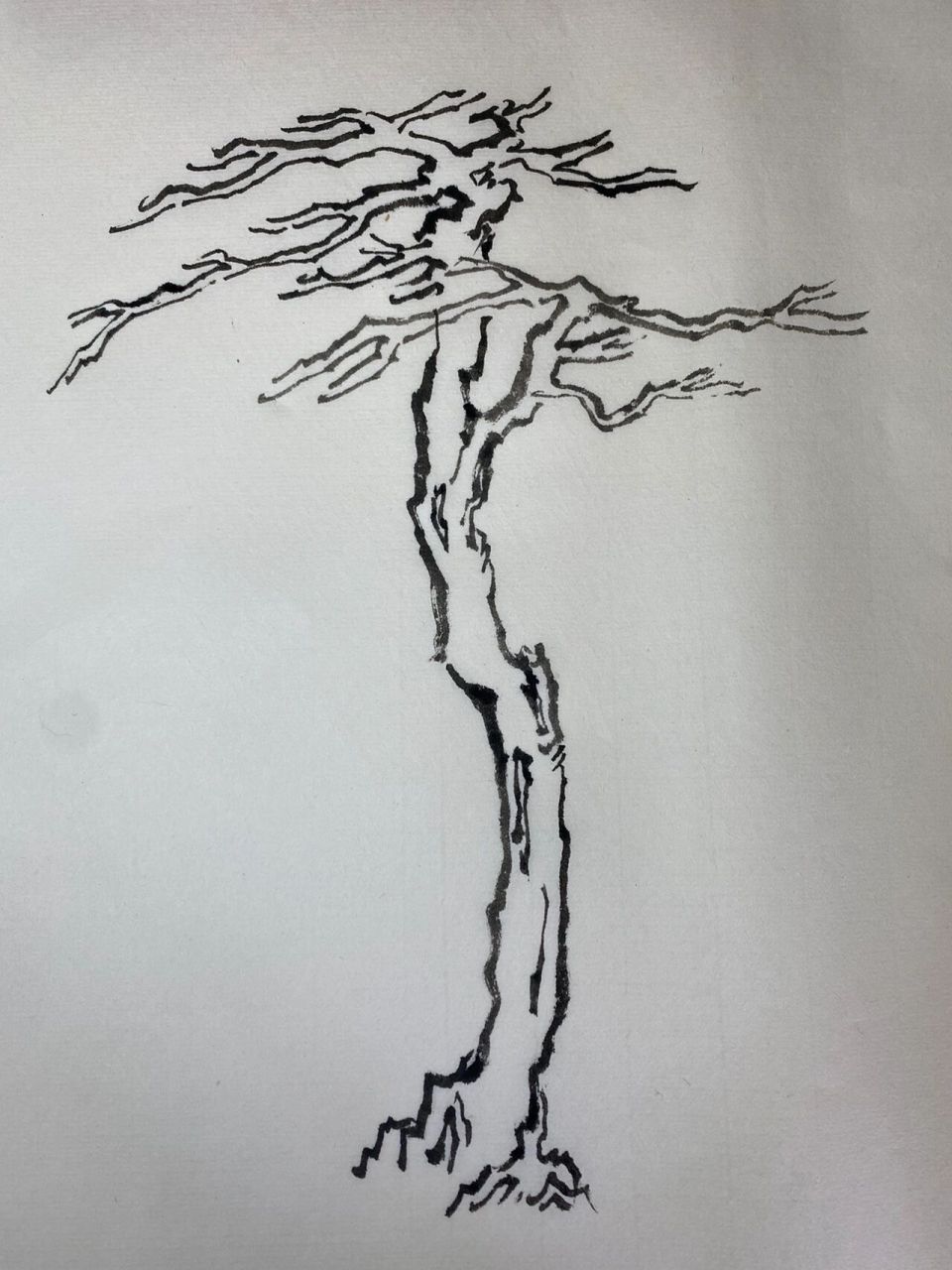 和我一起学画组树            松树是山水画中应用最多的树木之一,无