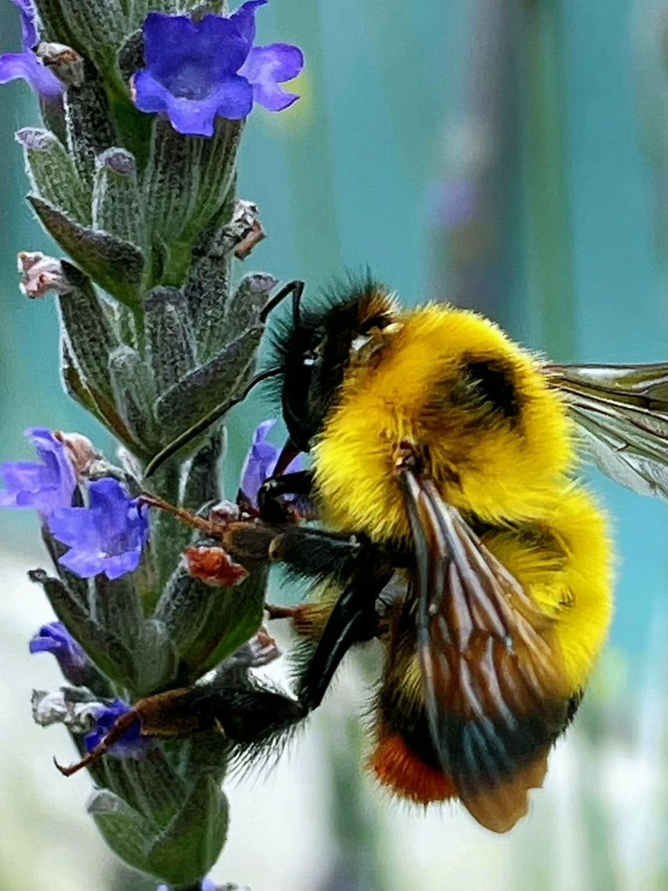 中大型蜜蜂 熊蜂 熊蜂(bombus spp.