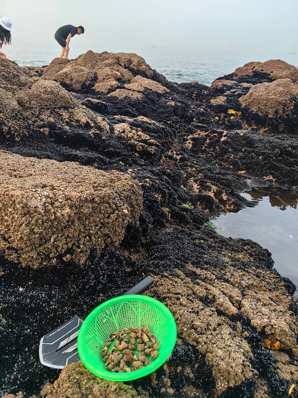 17二刷秦皇岛东山浴场赶海!花蛤吃到撑! 赶海太好玩了!