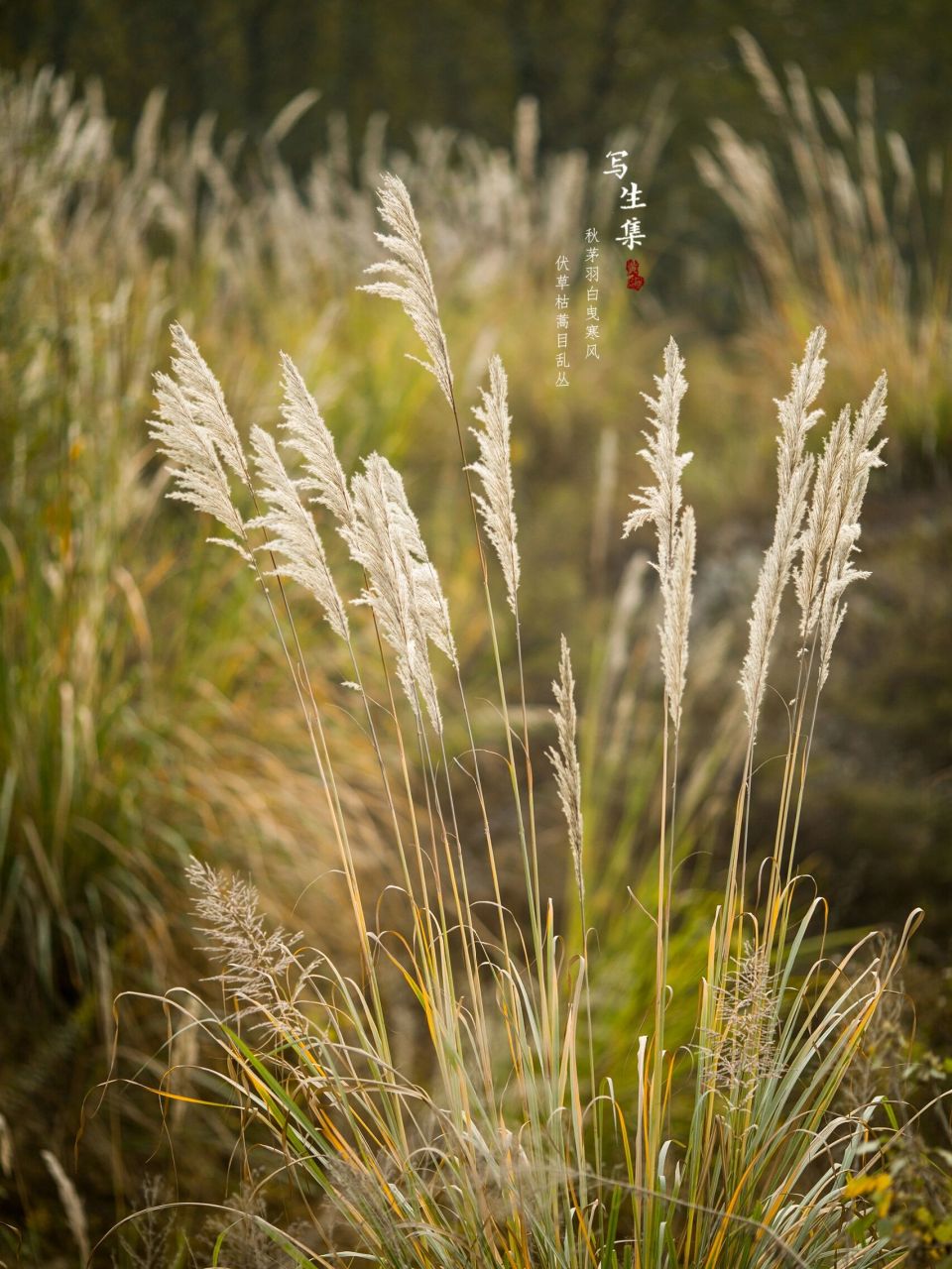 秋茅羽白曳寒风, 伏草枯蒿目乱丛.